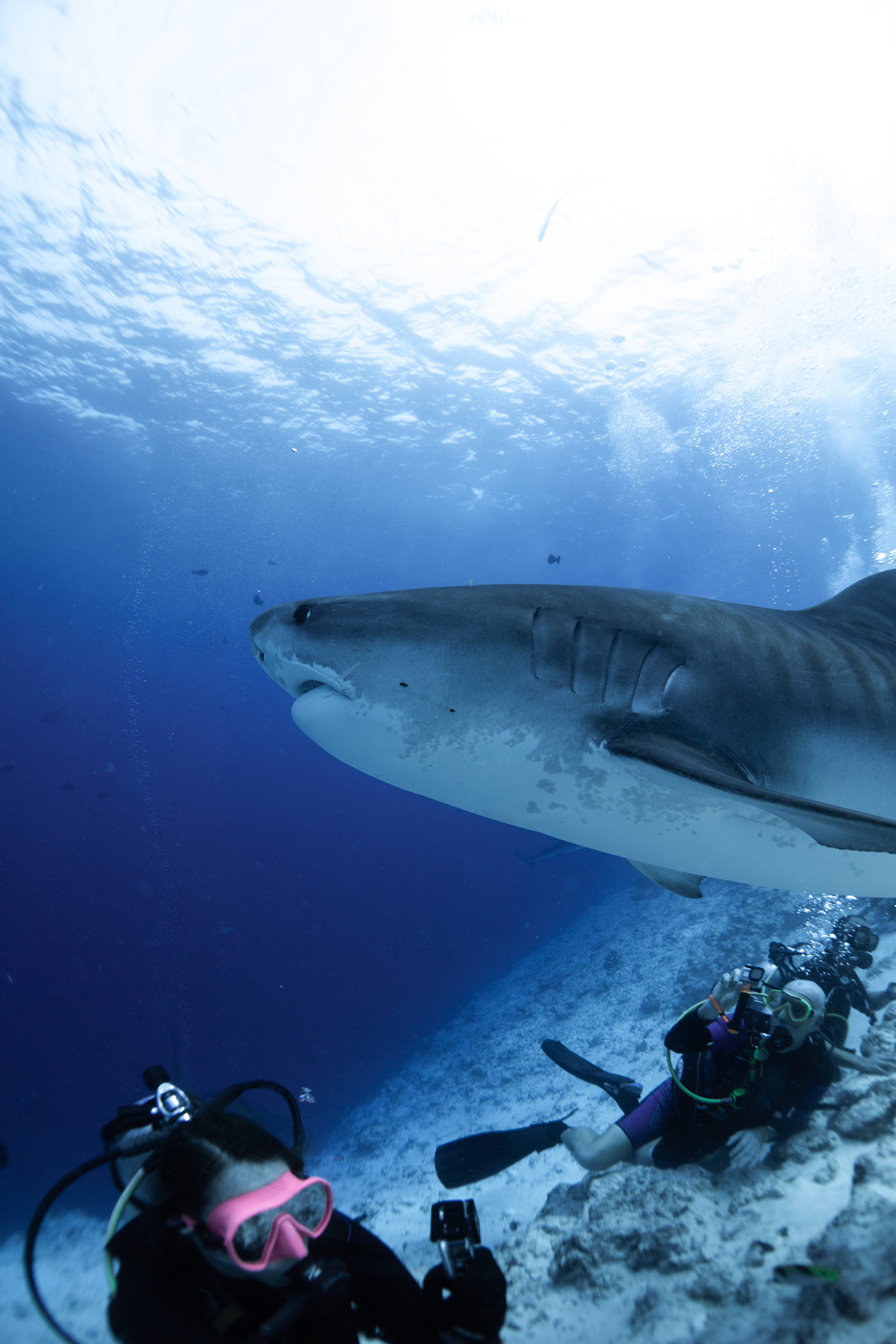 Diving with a tiger shark in Fuvahmulah